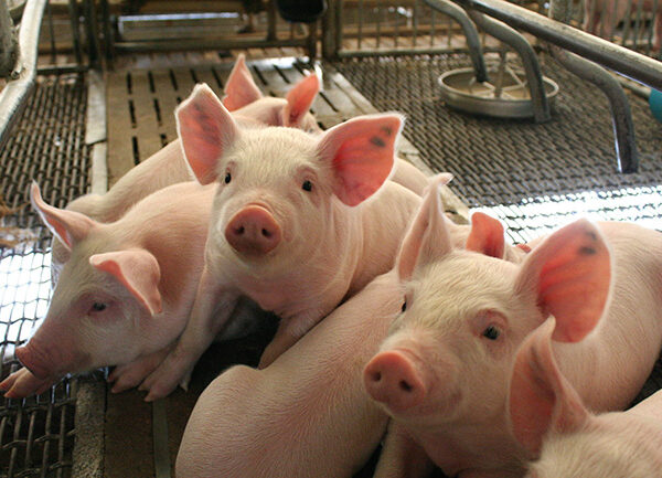 El aporte del cerdo en la vida humana