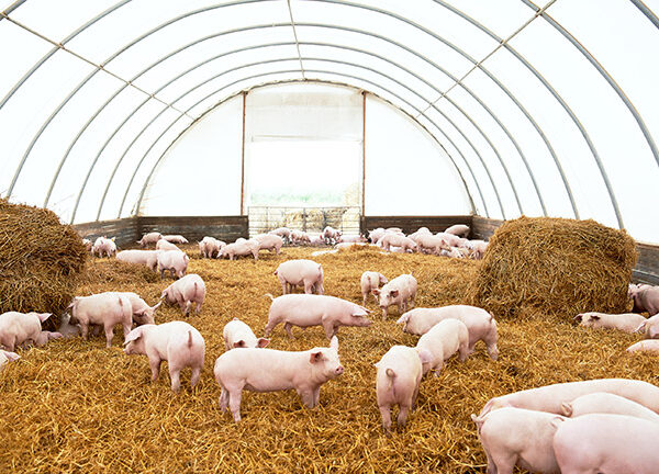 El aporte del cerdo en la vida humana