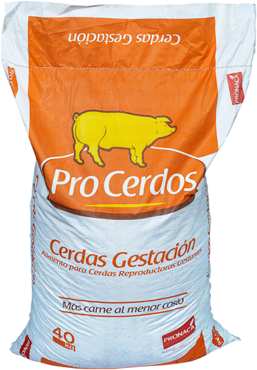 Cerdos gestación