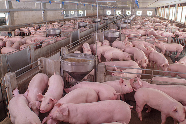 La importancia del sistema de ventilación en el control ambiental en la crianza de cerdos