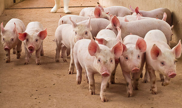 ¿Qué es un Sistema de Producción Porcina?